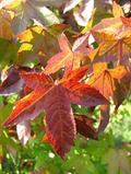 Liquidambar styraciflua